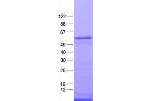 Validation with Western Blot