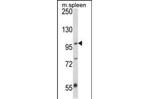 Western blot analysis of ANO5 Antibody in mouse spleen tissue lysates (35ug/lane) (Anoctamin 5 anticorps  (C-Term))