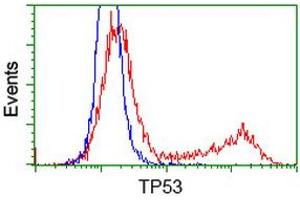 Image no. 3 for anti-Tumor Protein P53 (TP53) antibody (ABIN1499971) (p53 anticorps)