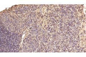 Detection of MANF in Human Spleen Tissue using Monoclonal Antibody to Mesencephalic Astrocyte Derived Neurotrophic Factor (MANF) (MANF anticorps  (AA 28-182))