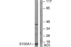 Western Blotting (WB) image for anti-S100 Calcium Binding Protein A1 (S100A1) (N-Term) antibody (ABIN1848767) (S100A1 anticorps  (N-Term))
