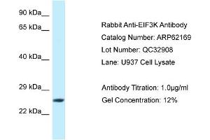 Western Blotting (WB) image for anti-Eukaryotic Translation Initiation Factor 3 Subunit K (EIF3K) (C-Term) antibody (ABIN2789046) (EIF3K anticorps  (C-Term))