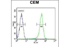 Flow cytometric analysis of CEM cells (right histogram) compared to a negative control cell (left histogram). (COX10 anticorps  (C-Term))