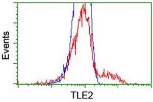 Flow Cytometry (FACS) image for anti-Transducin-Like Enhancer Protein 2 (TLE2) antibody (ABIN1501408) (TLE2 anticorps)