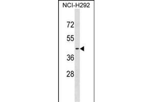 S1PR2 Antibody (C-term) (ABIN1536988 and ABIN2850309) western blot analysis in NCI- cell line lysates (35 μg/lane). (S1PR2 anticorps  (C-Term))