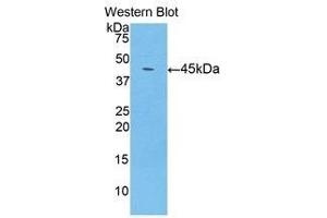 Western Blotting (WB) image for anti-Lipocalin 8 (LCN8) (AA 25-176) antibody (ABIN1859634)