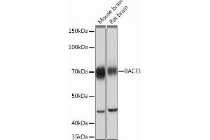 Western blot analysis of extracts of various cell lines, using B Rabbit mAb (ABIN7265879) at 1:1000 dilution. (BACE1 anticorps)