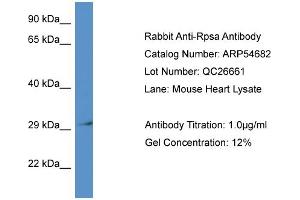 Western Blotting (WB) image for anti-Ribosomal Protein SA (RPSA) (N-Term) antibody (ABIN2785827) (RPSA/Laminin Receptor anticorps  (N-Term))
