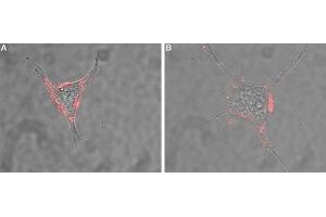 Expression of NCAM1 in rat PC12 cells - Cell surface detection of NCAM1 in intact living rat pheochromocytoma (PC12) cells using Anti-CD56/NCAM1 (extracellular) Antibody (ABIN7043350, ABIN7044686 and ABIN7044687), (1:100).