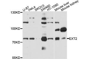 Western blot analysis of extracts of various cell lines, using EXT2 antibody (ABIN4903621) at 1:1000 dilution. (EXT2 anticorps)