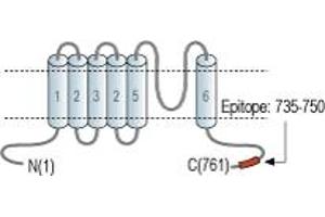 Representative domain view of the target of ABIN7043842.