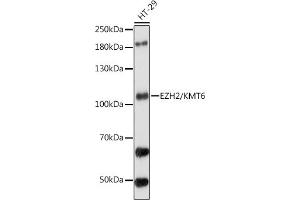 Western blot analysis of extracts of HT-29 cells, using EZH2/KMT6 antibody (ABIN6133510, ABIN6140394, ABIN6140397 and ABIN6218016) at 1:1000 dilution. (EZH2 anticorps  (AA 50-150))