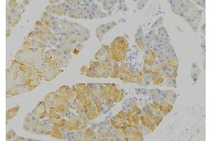 ABIN6276778 at 1/100 staining Human pancreas tissue by IHC-P. (IDE anticorps  (N-Term))