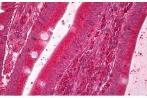 Anti-ERO1L antibody IHC staining of human small intestine. (ERO1L anticorps  (AA 105-118))
