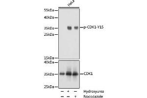 Western blot analysis of extracts of NIH/3T3 cells using Phospho-CDK1(Y15) Polyclonal Antibody at dilution of 1:1000. (CDK1 anticorps  (pTyr15))