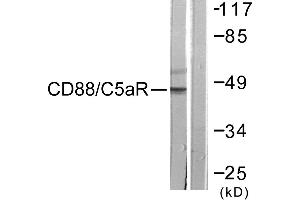 Immunohistochemistry analysis of paraffin-embedded human brain tissue using CD88/C5aR (Ab-338) antibody. (C5AR1 anticorps  (Ser338))