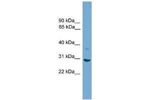 WB Suggested Anti-SFN Antibody Titration: 0. (14-3-3 sigma/SFN anticorps  (N-Term))