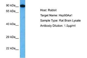 Host: Rabbit Target Name: HSP90AA1 Sample Tissue: Rat Brain Antibody Dilution: 1ug/ml (HSP90AA1 anticorps  (C-Term))