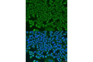 Immunofluorescence analysis of U2OS cells using HS1BP3 antibody. (HS1BP3 anticorps  (AA 1-200))