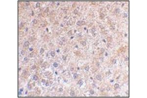 AP30639PU-N TP53INP1 antibody Immunohistochemical staining of Paraffin-Embedded Mouse Liver Sections at 2 μg/ml. (TP53INP1 anticorps  (N-Term))