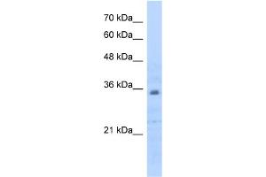 WB Suggested Anti-PHB2 Antibody Titration:  0. (Prohibitin 2 anticorps  (C-Term))