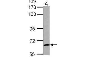WB Image Sample (50 ug of whole cell lysate) A: Mouse brain 7.