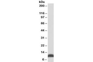 Western blot testing of HepG2 lysate with HSP10 antibody at 0. (HSPE1 anticorps)
