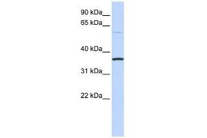 C16ORF46 antibody used at 1 ug/ml to detect target protein. (C16ORF46 anticorps  (N-Term))