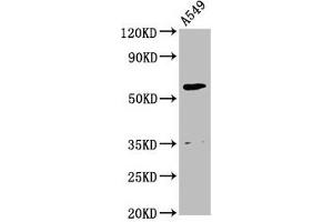 Western Blot Positive WB detected in: A549 whole cell lysate All lanes: AMH antibody at 2. (AMH anticorps  (AA 26-560))