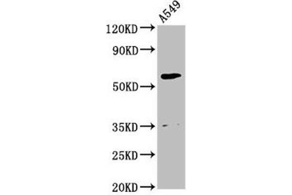 AMH anticorps  (AA 26-560)