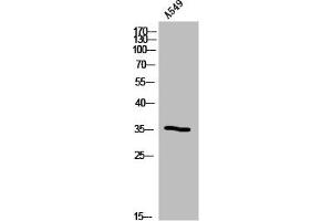 Western Blot analysis of A549 cells using Olfactory receptor 5B12 Polyclonal Antibody (OR5B12 anticorps  (Internal Region))