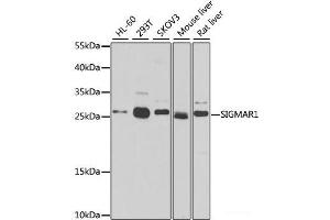 Western blot analysis of extracts of various cell lines using SIGMAR1 Polyclonal Antibody at dilution of 1:500. (SIGMAR1 anticorps)