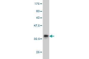Western Blot detection against Immunogen (36. (TEK anticorps  (AA 701-800))