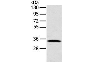 Western Blot analysis of Mouse lung tissue using STX11 Polyclonal Antibody at dilution of 1:400 (Syntaxin 11 anticorps)