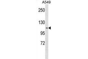 Western Blotting (WB) image for anti-Apolipoprotein B Receptor (APOBR) antibody (ABIN3000397) (APOBR anticorps)