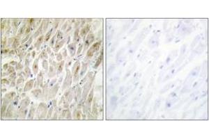 Immunohistochemistry (IHC) image for anti-Distal-Less Homeobox 3 (DLX3) (AA 71-120) antibody (ABIN2889332) (DLX3 anticorps  (AA 71-120))