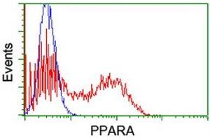 HEK293T cells transfected with either RC216176 overexpress plasmid (Red) or empty vector control plasmid (Blue) were immunostained by anti-PPARA antibody (ABIN2455018), and then analyzed by flow cytometry. (PPARA anticorps  (AA 145-420))