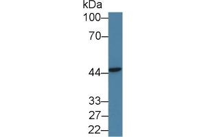 Detection of PSMD6 in Human 293T cell lysate using Polyclonal Antibody to Proteasome 26S Subunit, Non ATPase 6 (PSMD6)