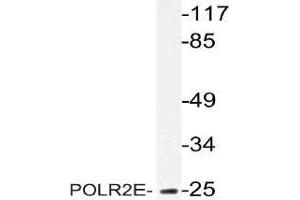 Western blot (WB) analysis of POLR2E antibody in extracts from MCF-7 cells. (POLR2E anticorps)