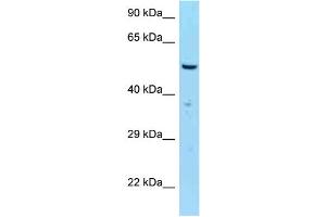 WB Suggested Anti-SASS6 Antibody Titration: 1.