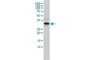 RNASEH2A monoclonal antibody (M01), clone 3G5-F5 Western Blot analysis of RNASEH2A expression in Jurkat . (RNASEH2A anticorps  (AA 1-299))