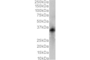 Western Blot using anti-CD79b antibody HM79-16. (Recombinant CD79b anticorps)