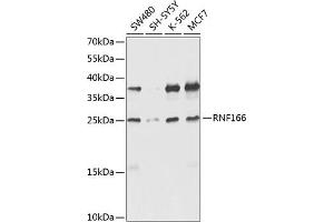 Western blot analysis of extracts of various cell lines, using RNF166 antibody (ABIN6135036, ABIN6147021, ABIN6147024 and ABIN6224290) at 1:1000 dilution. (RNF166 anticorps  (C-Term))