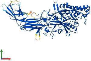 AlphaFold protein structure predicition of Human Recombinant PADI4 Protein, UniprotID Q9UM07