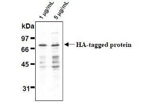 Western Blotting (WB) image for anti-HA-Tag antibody (ABIN2853621) (HA-Tag anticorps)