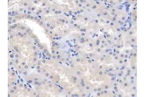 Detection of ANG-3 in Human Kidney Tissue using Polyclonal Antibody to Angiopoietin-3 (ANG-3)