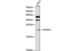 Western blot analysis of extracts of 293T cells, using HMG antibody (635) at 1:3000 dilution. (HMGA1 anticorps  (AA 1-100))