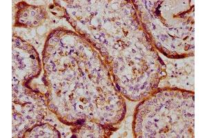 IHC image of ABIN7164243 diluted at 1:100 and staining in paraffin-embedded human placenta tissue performed on a Leica BondTM system. (PSG9 anticorps  (AA 241-426))