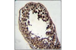 Formalin fixed and paraffin embedded human testis tissue stained with FSTL3 Antibody (C-term) followed by peroxidase conjugation of the secondary antibody and DAB staining.