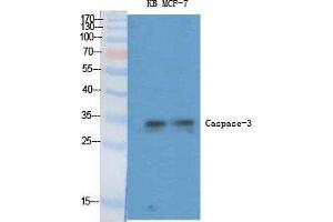 Western Blot (WB) analysis of specific cells using Caspase-3 Polyclonal Antibody. (Caspase 3 anticorps  (Ser1981))